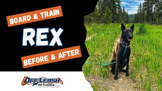 Belgian Malinois, 3 y/o, “Rex” | Amazing Belgian Malinois Training | Off Leash K9 Spokane