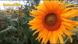 Beautiful Sunflower | Creat of Nature with Soft Music | Natural BD