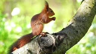 Baby red squirrels exploring the squirrel feeder...