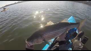 Livelining Bunker for Tidal Striped Bass