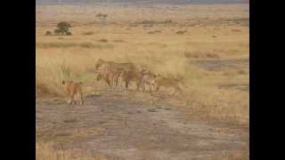 Cubs greet mom