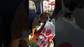 Bruno’s first time at Chick-Fil-A! #boxerdog #dog #puppy #chickfila