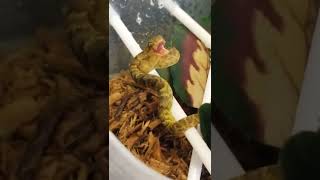 Baby Atheris squamigera  Bush Viper Squam / 𝐑𝐞𝐩𝐭𝐢𝐥𝐞 𝐑𝐞𝐬𝐨𝐫𝐭