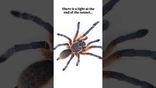 Life is the train, not the station. Tarantula Demotivational Quotes #tarantula #spider #motivational