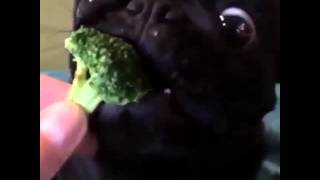 Dog Eat Broccoli --- Cane che mangia Broccoli