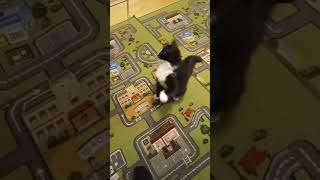 кошка играет #shortvideo #природа #кот #кошка #sorts #котики #cat