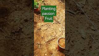 planting passion fruit 😋 #shorts #gardening #passion