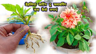 अकतूबर मे डेहलिया कटिंग मे लगाए With Flower Update / How To Grow Dahlias Plant From Cuttings / Dahli