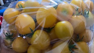 Live - TOMATO FARM, Yellow and Red Cherry Tomato, Vinyl House