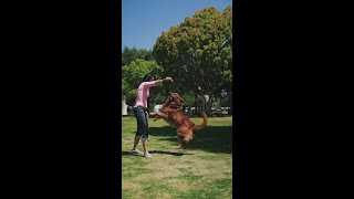 Playing Dog With A Cute Girl #shorts #shortsvideo #funnydoggydog #youtubeshorts