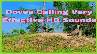 Doves Calling ! Very Effective HD Sounds