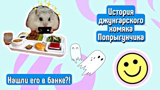 ИСТОРИЯ ПОПРЫГУНЧИКА🐹🍓||нашла хомяка в банке?🤨|| яХрумка