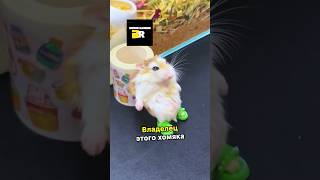 Hamster Combat в реальной жизни🐹