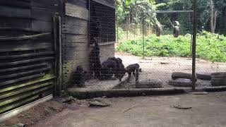 One Minute Tours: Mefou Primate Sanctuary, Cameroon, West Africa. Orphan Chimps