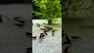 Shrimp keeping Bloodymary shrimp