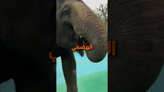 تصنع من الـ.... (أغلي قهوة في العالم)