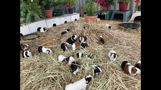 Guinea pigs enjoying the morning