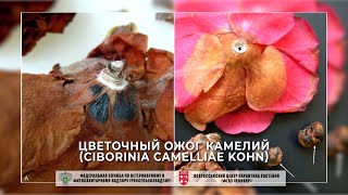 Цветочный ожог камелий (Ciborinia camelliae Kohn)