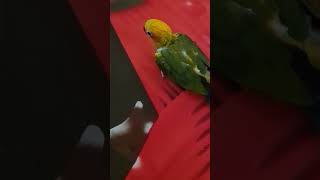 cutebaby#cutebaby# parrot #shorts