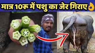 गाय/भैंस की जेर गिराने का देसी रामबाण ईलाज👌|Jer girane ka tarika|How to remove cow/buffalo placenta.