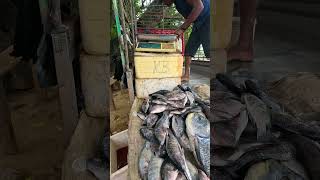 Fresh Fish in The Truck Street Fish Market Harvesting Big Fish in the Day #shorts