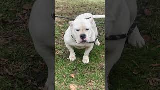 Bonnie Amador Bullies American Bully