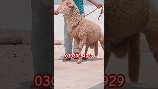 Big size Long Tail sheep Available 4 sale #sheep #longtailsheep #music #live #love #cow #bakramandi