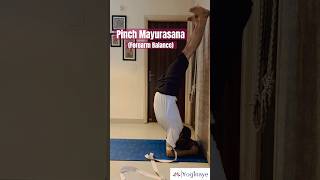 #everydayyoga #yoga #pinchmayurasana #yogatime #forearmtraining #forearmstand #healthfirst #peace