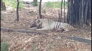 Peacocks ,tigers ,bears in zoo