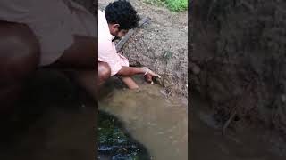 CATCH MUD CRABS (Bare Hand Technique) - Mud Crabs Catching