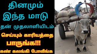 தினமும் இந்த மாடு தன் முதலாளியிடம் செய்யும் காரியத்தை நீங்களே பாருங்க LaysTv