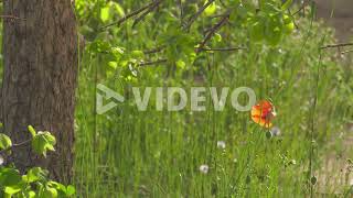 Single red poppy beneath a tree in a sunlit overgrown mediterranean garden