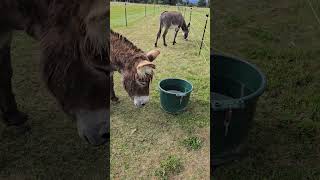 Donkey Needs To See The Bottom Of The Bucket