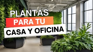 10 PLANTAS DE INTERIOR 🪴ideales para tener en casa y oficina | GUÍA DEFINITIVA DE CUIDADO 🌿🏠