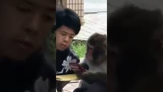 guy shows monkey how to use iphone