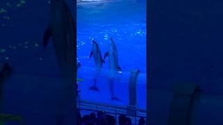 #vivaldi #music #dolphin #swimming #tricks #jump #enjoy #funny #popular #fyp #fypシ #shorts #short