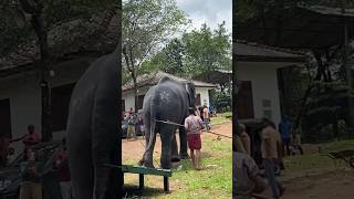 Real giants🐘⚜️|Like & Subscribe #tusker #like #subscribe #naturalbeauty #lokibeasts