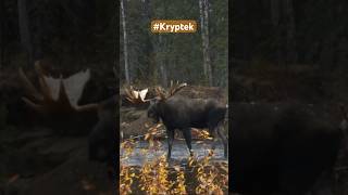 Troy and Butch call in this 70" bull moose and getting it within bow range! #MooseHunting