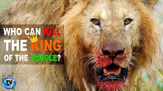 10 Animals That Can Defeat A Lion | By Incredible World TV