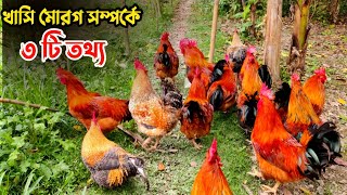 খাসি মোরগ সম্পর্কে ৩ টি গুরুত্বপূর্ণ তথ্য || Nur Bhai