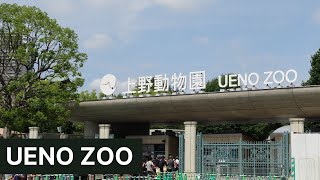 Ueno Zoo | Cheap Things to Do in Tokyo with Kids