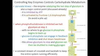 Lecture 17C - Glucose Metabolism Control