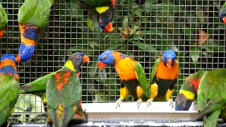 रंग बिरंगे तोते साथ में खाना खा रहे है || Colourful parrots eating food together || rangin Tota