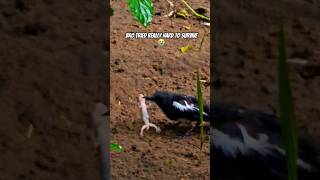 Bird Eats a Lizard 🦎 Alive 😭 recorded on Samsung S24 Ultra #animal #s24ultra #viral #shorts #funny