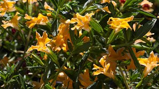 Successful Tips on Growing Native Monkeyflower