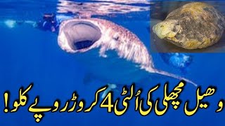 The price of whale vomit millions of rupees | Shirazi Tv