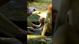 Mama monkey wouldn't let her baby go away...mothers love ❤🐒 #cute #animals #shorts #trending