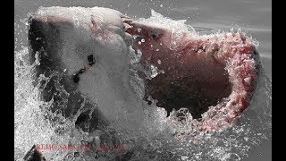 GREAT WHITE SHARK JAWS 2 Extreme Close Up by REMO SABATINI