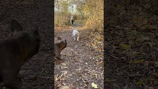 Когда дети сами начинают выбирать родителей))) #питомниксобак #americanbully