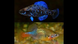 Two new species of fish!